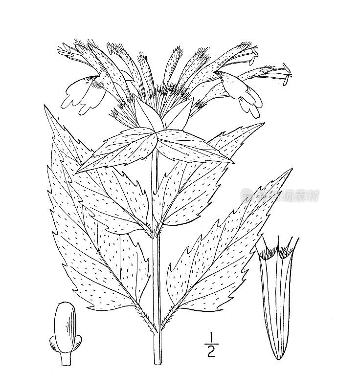 古董植物学植物插图:Monarda Fistulosa，野生佛手柑